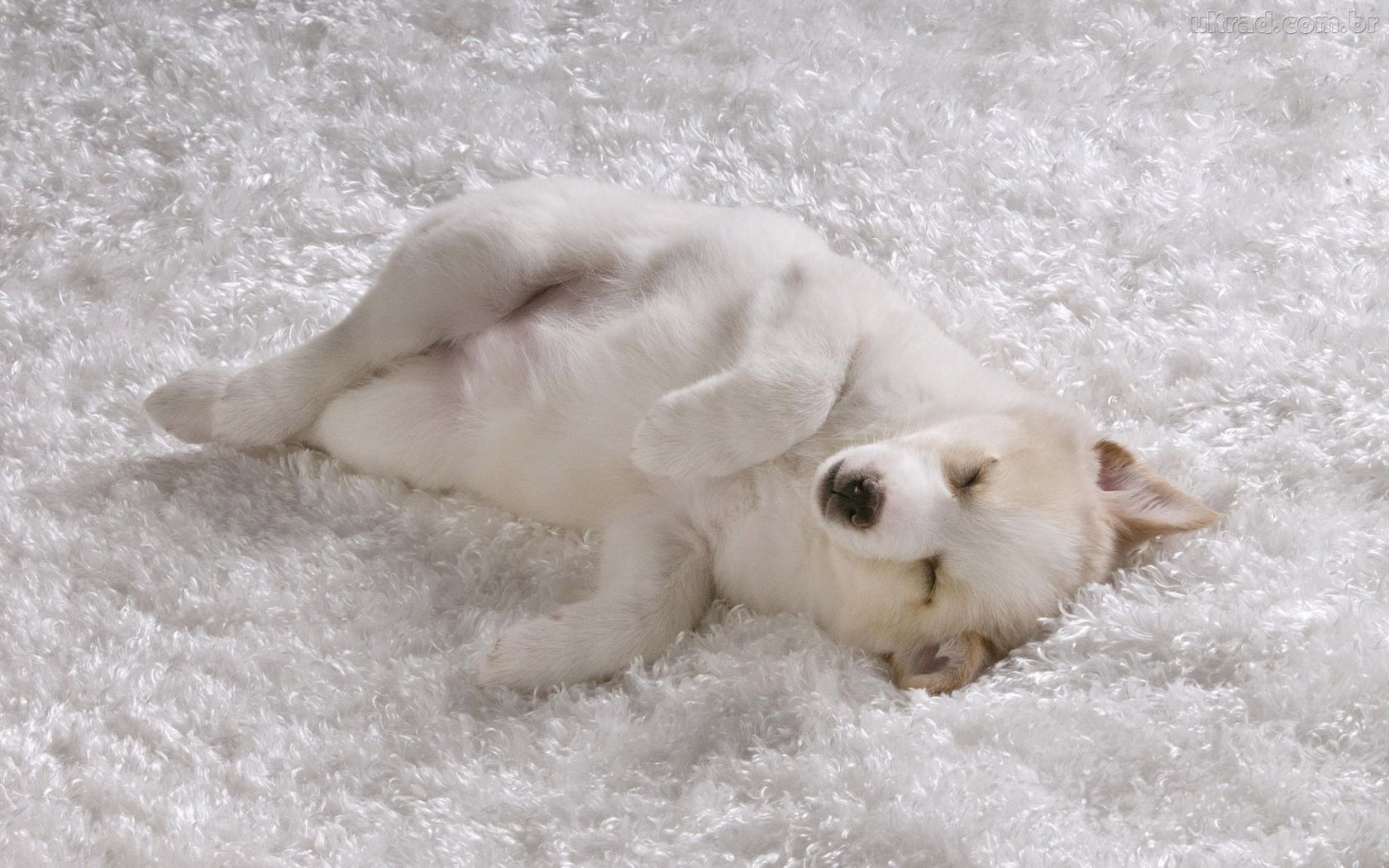 Plano Técnico: a figura representa um cachorro deitado de lado, sendo visto inicialmente de baixo para cima, logo sabemos que está sobre uma superfície que é lisa, e permite sabermos os outros lado do ator da filmagem.