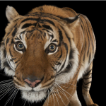 tigre malayo